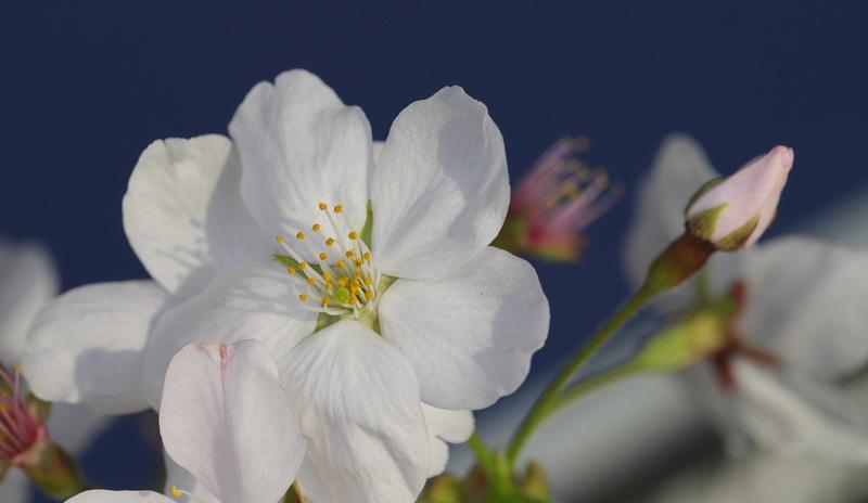 Bitrix 108981: cherry_blossoms_ge10ee0692_1280.jpg