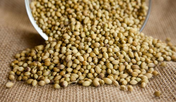 Bitrix 115113: coriander_g52a170928_1280.jpg