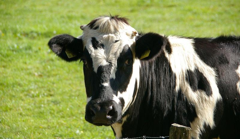 Bitrix 88771: cow_234835_1280.jpg