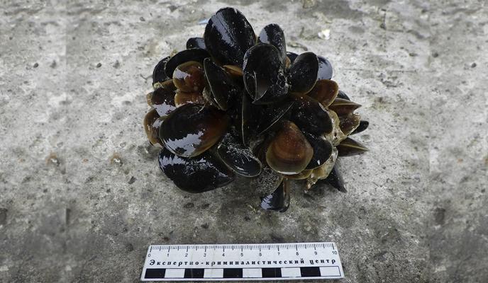 Bitrix 119426: d619543f2974c4c36256eed1e4021078.webp