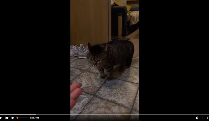 Bitrix 108542: derzkiy-kot.jpg