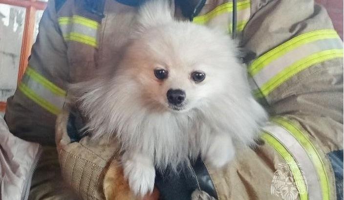 Bitrix 144167: dog.jpg