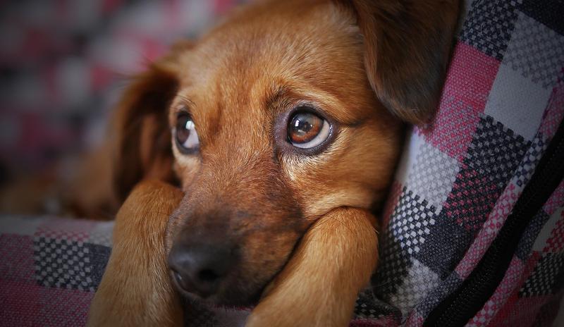 Bitrix 92458: dog_3071334_1920.jpg