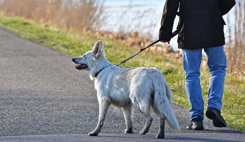Bitrix 164019: dog_3226922_1280.jpg