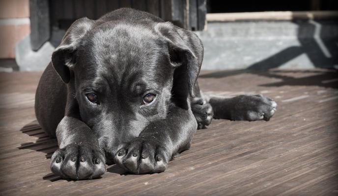 Bitrix 90366: dog_423398_1280.jpg