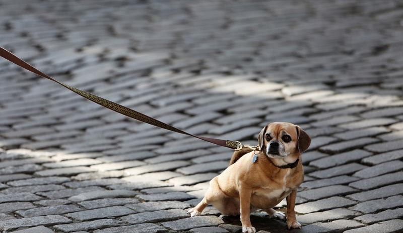 Bitrix 99170: dog_926785_1280.jpg