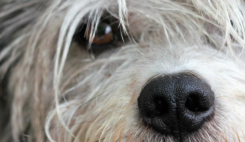 Bitrix 115904: dog_ga74a7c056_1280.jpg