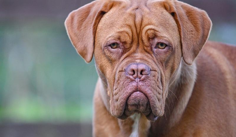 Bitrix 89989: dogue_de_bordeaux_4360237_1280.jpg