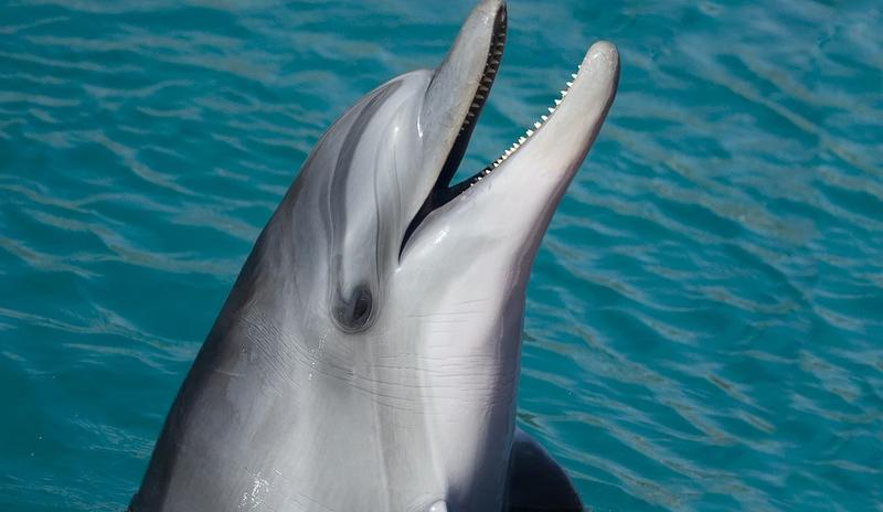 Bitrix 89952: dolphin_1019616_960_720.jpg