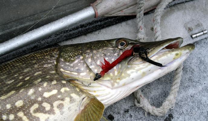 Bitrix 90765: fish_3237282_1280.jpg