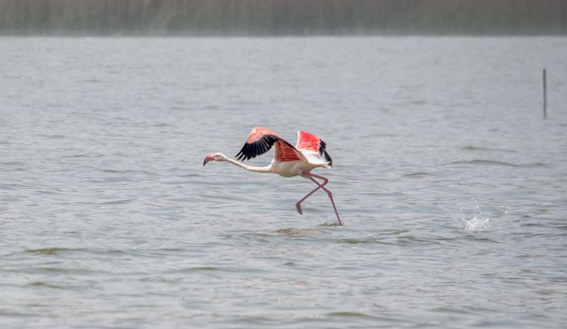 Bitrix 117176: flamingo.jpg