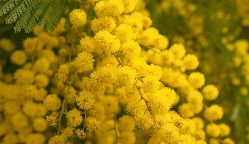 Bitrix 112825: flower_g3c441386a_1280.jpg