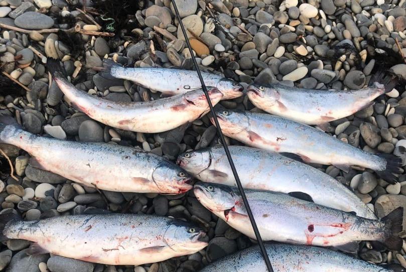 Bitrix 112751: forel.jpg