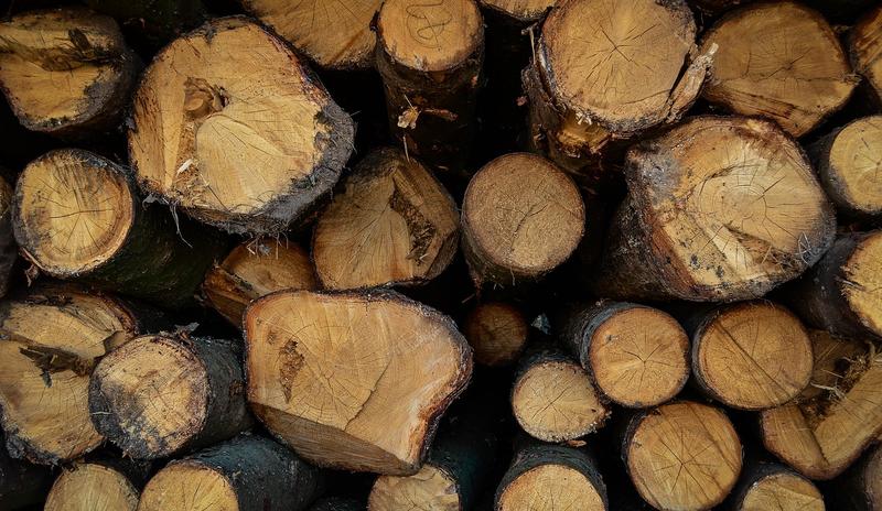 Bitrix 114064: forest_g2912a9a81_1280.jpg
