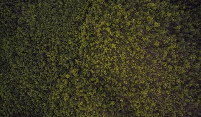 Bitrix 128841: forest_grass_plant_texture_leaf_asphalt_10863_pxhere.com.jpg