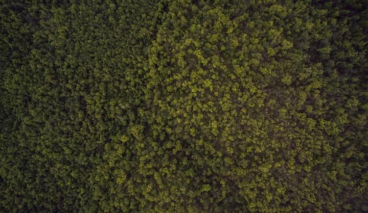 Bitrix 128841: forest_grass_plant_texture_leaf_asphalt_10863_pxhere.com.jpg