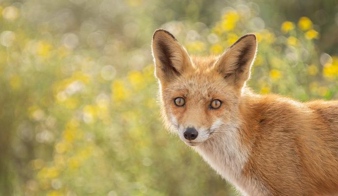 Bitrix 153923: fox_8308116_1280.jpg