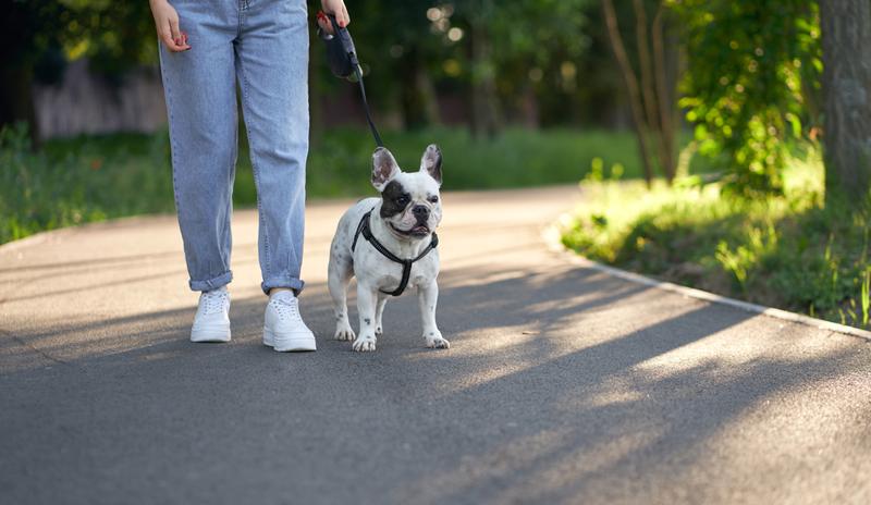 Bitrix 138488: french_bulldog_walking_on_leash_in_park.jpg