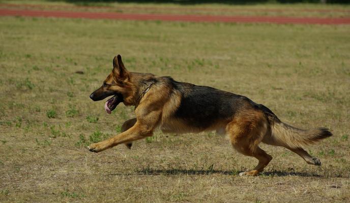Bitrix 117090: german_shepherd_707063_1920.jpg
