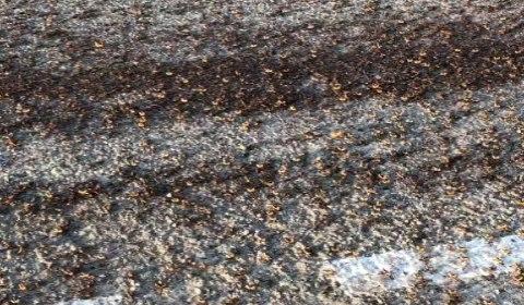 Bitrix 98380: get.jpeg