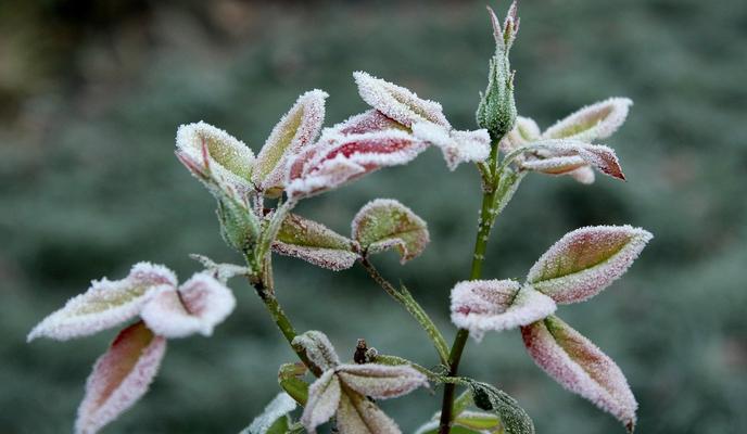 Bitrix 95912: ground_frost_3826835_1280.jpg