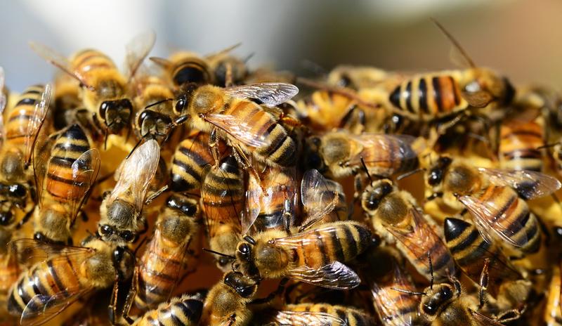Bitrix 98600: honey_bees_326334_1280.jpg