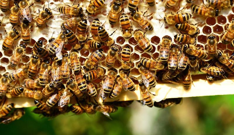 Bitrix 98524: honey_bees_401238_1280.jpg