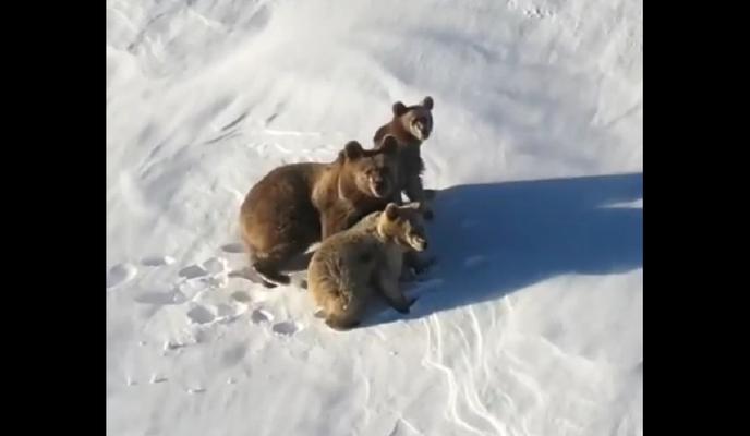 Bitrix 110698: izobrazhenie_2022_01_04_113056.png