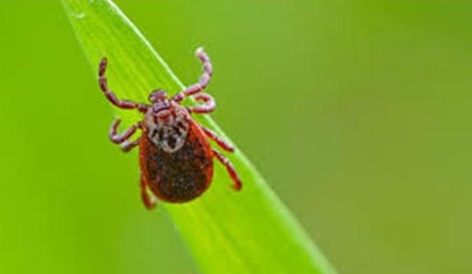 Bitrix 151413: kleshch.jpg