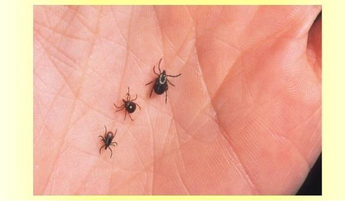 Bitrix 134267: kleshchi.jpg