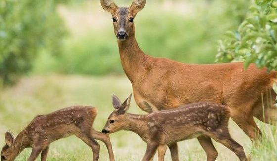 Bitrix 101550: kosuli.jpg