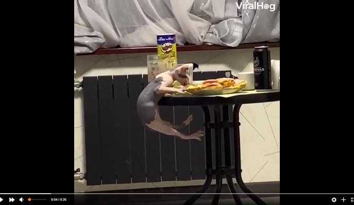 Bitrix 107814: kot_virtuoz.jpg