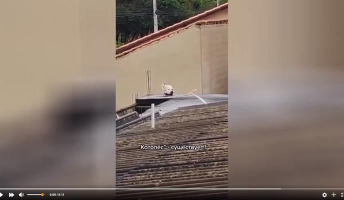 Bitrix 111117: kotopes.jpg