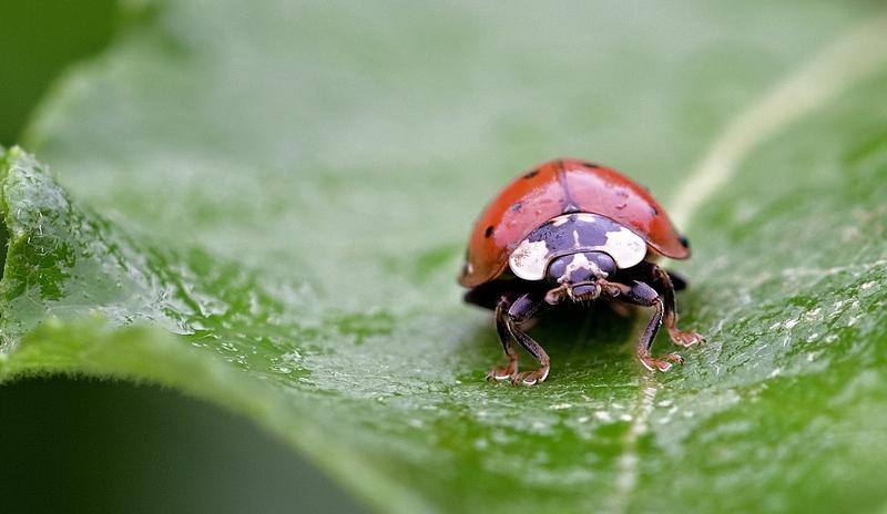 Bitrix 99597: ladybug_6364312_1280.jpg