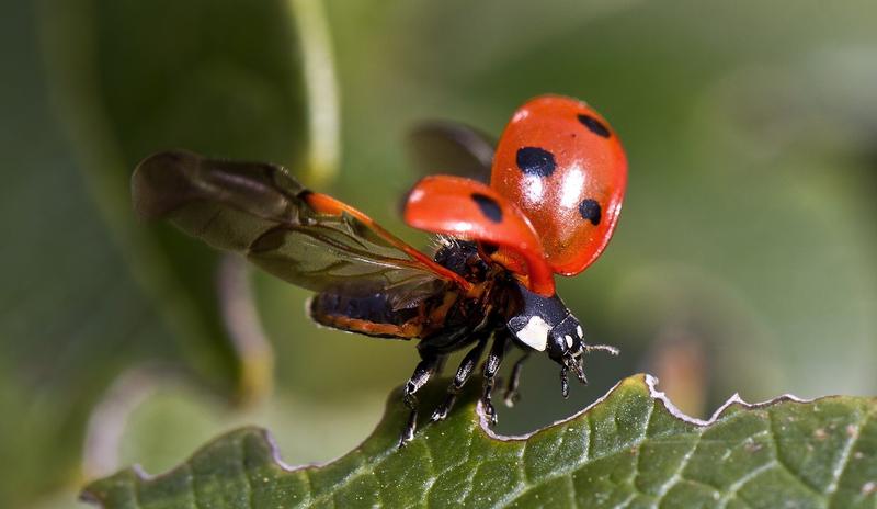 Bitrix 99666: ladybug_743562_1920.jpg