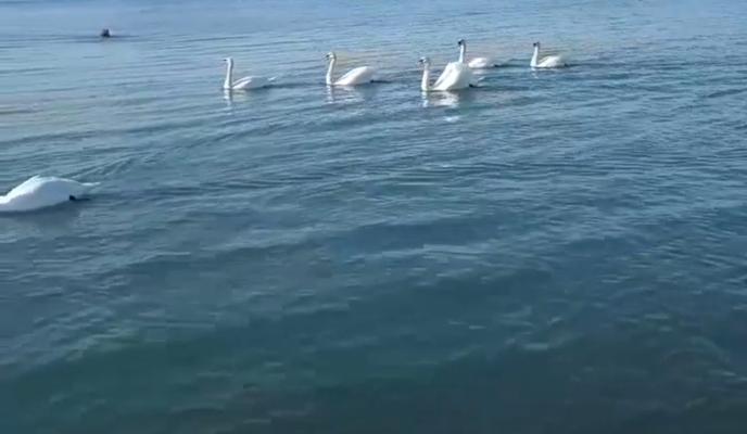 Bitrix 110935: lebed.jpg