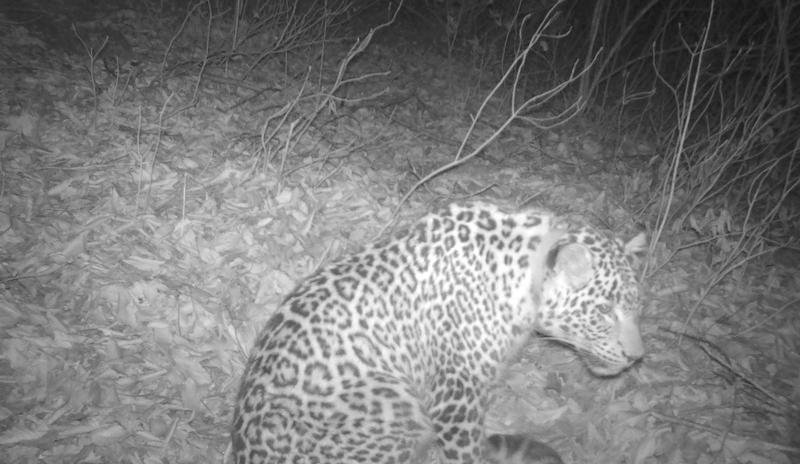 Bitrix 130269: leopard.jpg