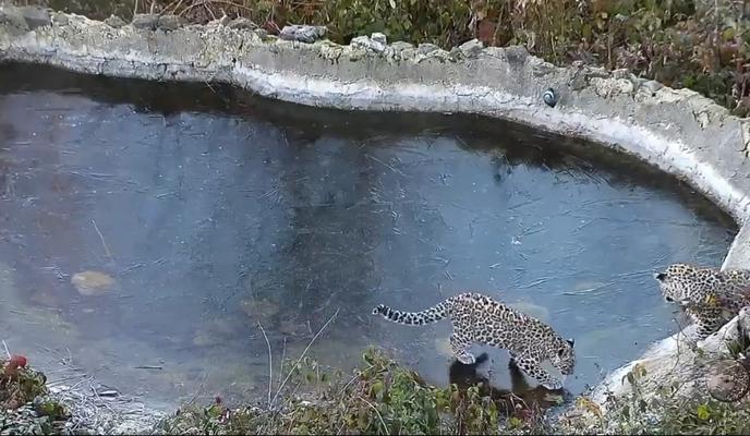 Bitrix 128603: leopardy.jpg