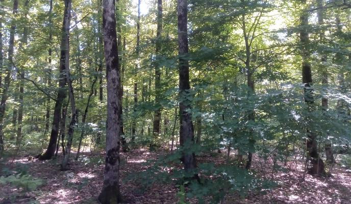 Bitrix 150344: les_-derevya.jpg