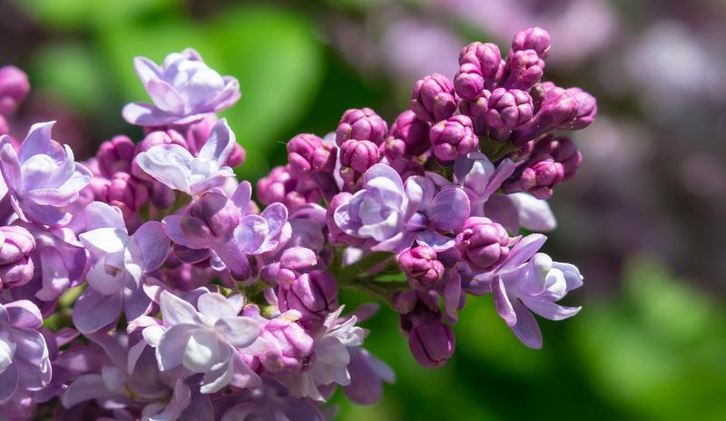 Bitrix 103225: lilac_4181633_1280.jpg