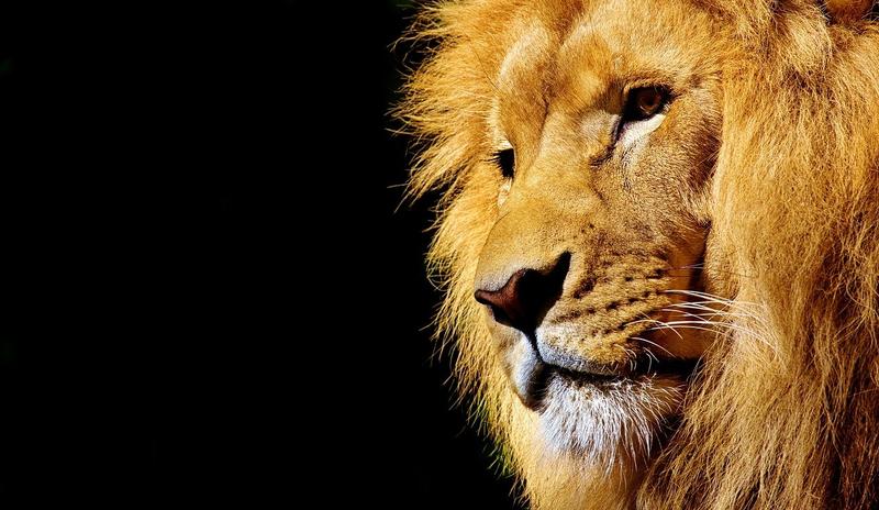 Bitrix 99880: lion_2327225_1280.jpg