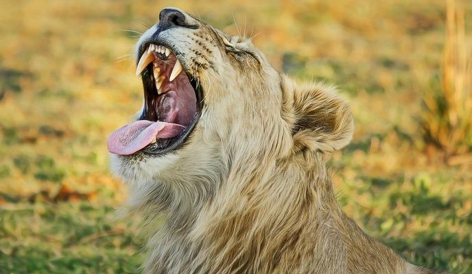 Bitrix 110089: lion_g40ddeb00a_1280.jpg