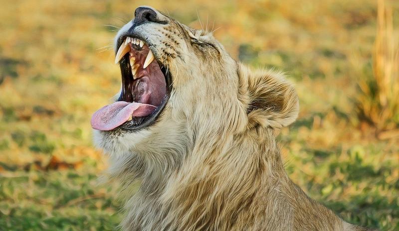 Bitrix 110089: lion_g40ddeb00a_1280.jpg