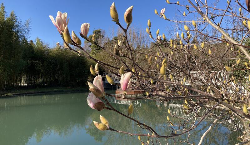 Bitrix 113661: magnoliya.jpeg
