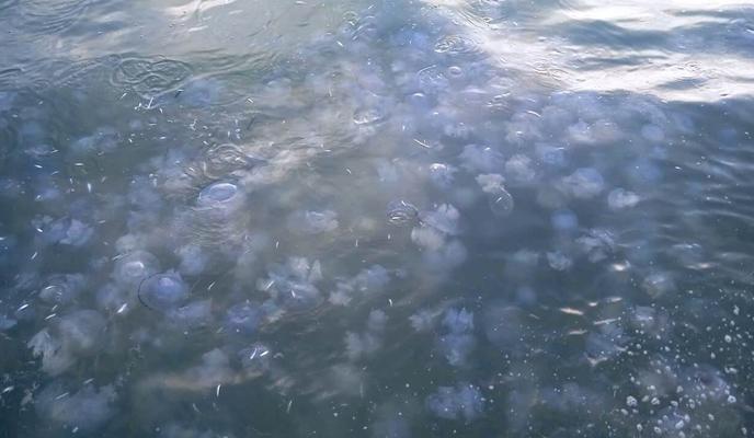 Bitrix 123148: meduza-kornerot.jpg