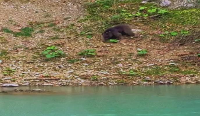 Bitrix 106650: medv.jpg