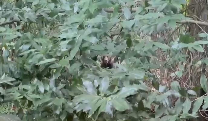 Bitrix 137759: medved.jpg