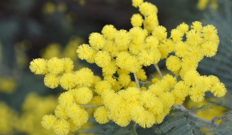 Bitrix 89568: mimosa_4045467_1280.jpg