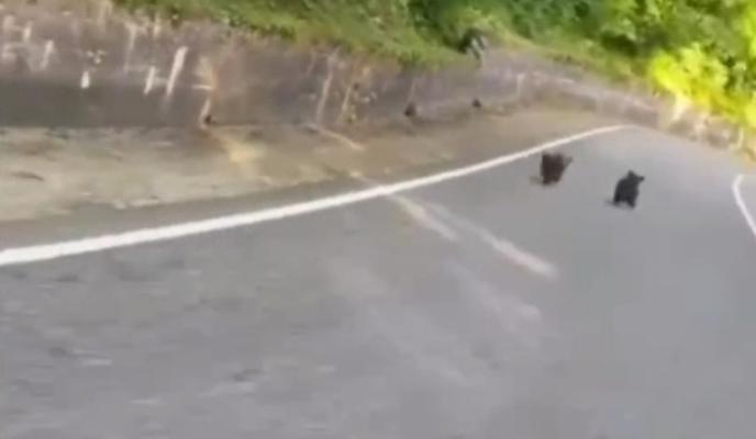 Bitrix 135866: mishki.jpg