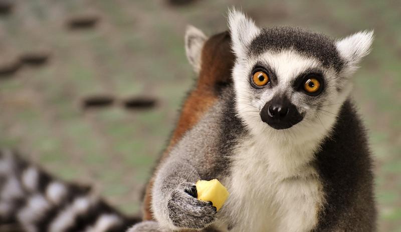Bitrix 91092: monkey_2223271_1280.jpg